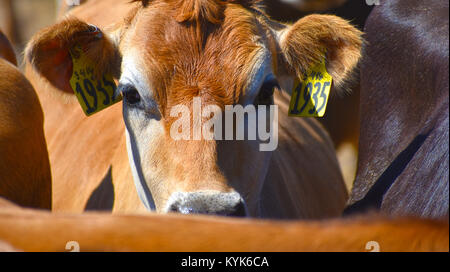 Kuh gefangen in der Mitte der Herde auf einer Rinderfarm. Stockfoto