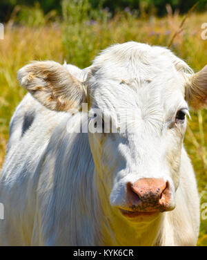 Weißer Stier Kuh in der Nähe in einem verschwommenen Bereich der hohen Gräsern. Er hat ein wenig Gras auf der Stirn und ein winziges Stück der Gräser an seinem nasenloch. Stockfoto