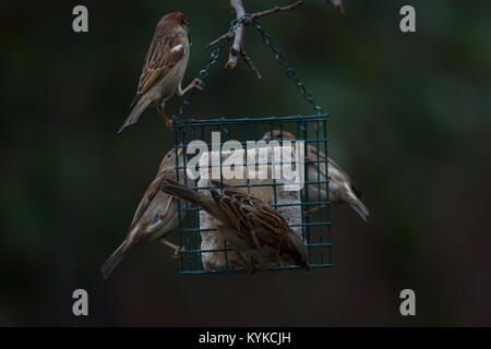 Haussperling Passer domesticus. Mehrere Erwachsene auf hängenden Einzug. Winter. Britische Inseln Stockfoto