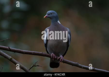 WoodPigeon Columba palumbus Portrait von einzelnen Erwachsenen auf dem Zweig thront. Winter. Britische Inseln Stockfoto