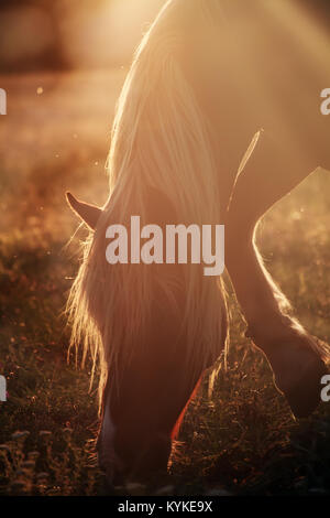 Vertikale Horse Portrait in Golden weichen Morgenlicht. Stockfoto