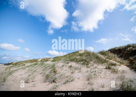 Sanddünen auf einem nordischen Strand im Sommer mit Lyme Gras unter einem blauen Himmel Stockfoto