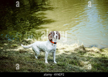 Süßer Hund mit einem orangefarbenen Kragen im Gras an einem See Stockfoto