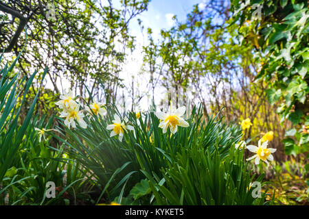 Narzisse Blumen in weißen Farben in einem grünen Garten im Frühling Stockfoto