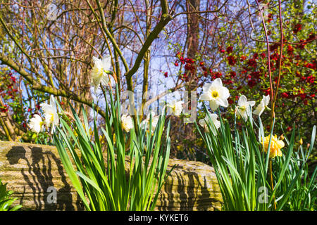 Weiße Narzisse Blumen in einem Garten im Frühjahr mit dem Sonnenlicht und blühende Sträucher Stockfoto
