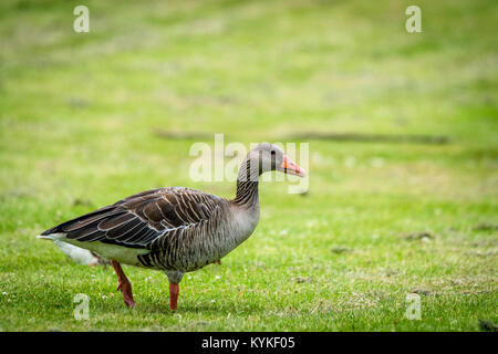 Gans zu Fuß auf grünem Gras im Frühling auf der Suche nach Essen Stockfoto