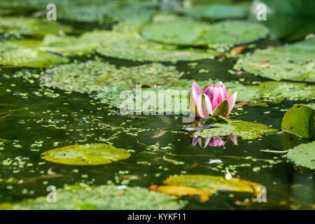 Rosa Seerose im Teich mit Algen und große grüne Blätter Stockfoto