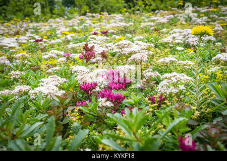 Verschiedene Blumen auf einer Wiese in schönen Farben im Sommer Stockfoto