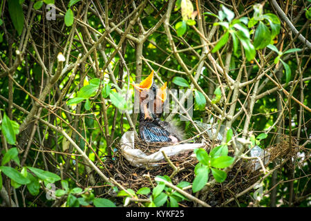 Blackbird Jugendliche warten auf ihre Mutter essen in das Nest im Frühjahr mit offenen Schnäbeln zu bringen Stockfoto