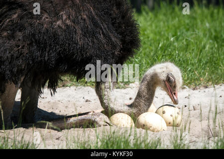 Afrikanischer Strauß ihre Eier Schutz in einer Sanddüne auf der grünen Wiese im Sommer Stockfoto