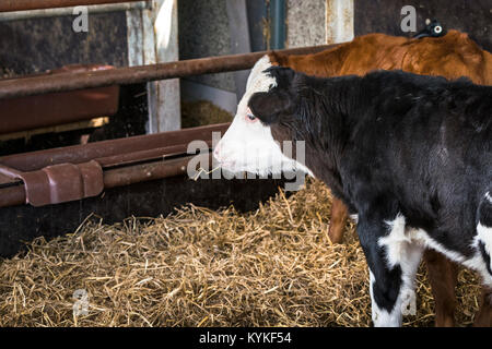 Kalb das Kauen auf einem Stroh im Stall mit Heu und andere Rinder. Stockfoto