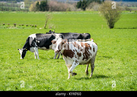 Weisse Kuh mit braunen Flecken, die auf eine grüne Wiese mit grzing schwarzen Kühe Stockfoto