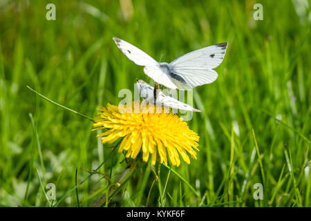 Pieris brassicae Schmetterlinge in den passenden Act im Frühjahr auf einer Wiese mit einem gelben Löwenzahn Stockfoto