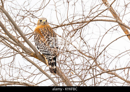Kalifornien Red Hawk beobachtete aus dem Baum. Stockfoto