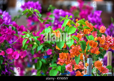 Bougainvillea ist ein dorniges dekorativen Ranken, Büsche und Bäume mit Blume - wie der Frühling Blätter in der Nähe von Blumen. Stockfoto