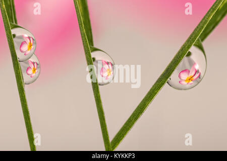 Brechenden Fotografie, die großen Blumen Lichtbrechung im Wasser Tropfen Stockfoto