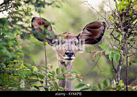 Afrikanische Frauen Kudu Antilope durch den dichten Busch gerahmt Stockfoto