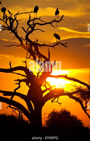 Maribu Stork in den Sonnenuntergang afrikanische Landschaft Stockfoto