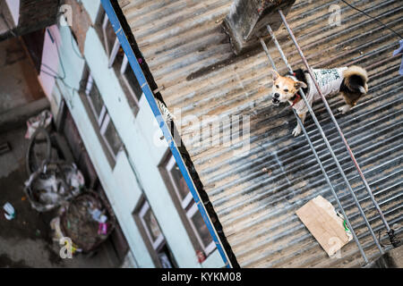 Hund auf dem Dach, Kathmandu, Nepal, Asien Stockfoto