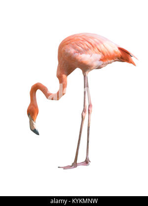 Schönen Flamingo Vogel auf weißem Hintergrund Stockfoto