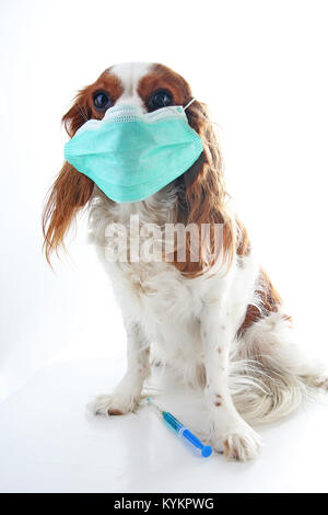 Kranken Hund Welpen Foto Illustration. Tier-pet Arzt Tierarzt Maske auf Welpen. Hund mit der Impfung. Tier Haustier Hund Tierarzt auf isolierten weißen backgroun Stockfoto