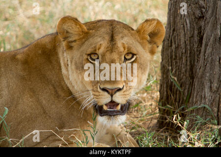 Eine Löwin Lounges in der Nähe von einem Baum im Serengeti National Park Stockfoto