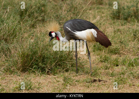 Der Nationalvogel von Tansania, die Graue gekrönt Kran, in der Serengeti National Park Stockfoto