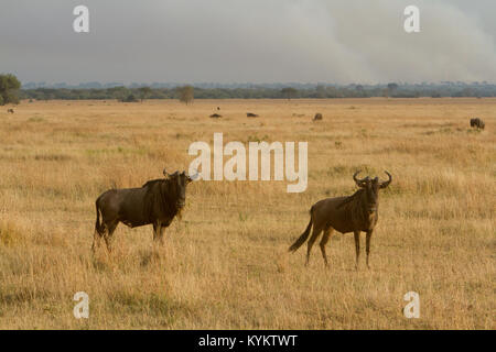 Gnus auf die Ebenen der Serengeti Nationalpark in Tansania mit einem wilden Feuer im Hintergrund. Stockfoto