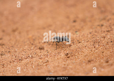 Eine Ameise geht über den Sand in der Serengeti National Park, Tansania Stockfoto