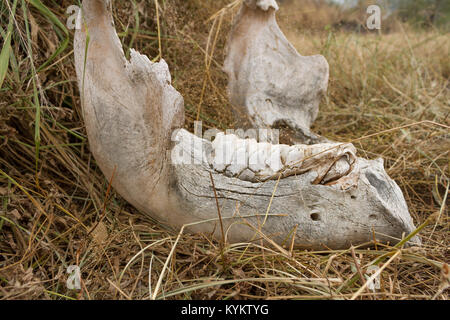 Ein unterkiefer legt in einem Feld von Gras im Serengeti National Park Stockfoto