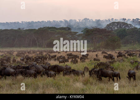 Eine Herde von Gnus Weiden vor einem wildfire Stockfoto