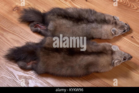 Royal Felle. Felle von bargusin Sable der schönen Färbung closeup Stockfoto