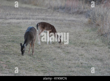 Zwei Hirsche mit Kopf nach unten essen Gras auf der Wiese Stockfoto