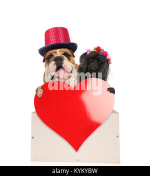 Glücklicher Hund Paar hält ein großes rotes Herz als Symbol für ihre Liebe am Valentinstag; englische Bulldogge in Liebe mit einem schwarzen Pudel feiern toget Stockfoto