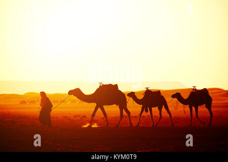 Karawane der Kamele in der Wüste Sahara, Marokko. Treiber - Berber mit drei Kamele Dromedar auf sunrise Himmel Hintergrund Stockfoto