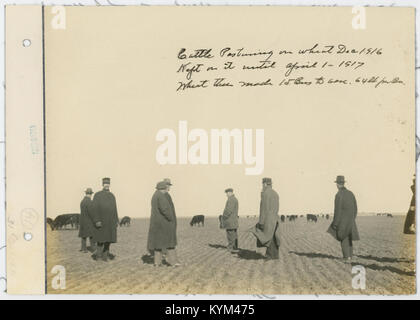Ein Foto vom Dezember 1916, das Rinderweiden auf einem Weizenfeld zeigt. Das Bild fängt eine ländliche Szene ein, in der Rinder auf dem freien Feld weiden und die landwirtschaftlichen Praktiken des frühen 20. Jahrhunderts widerspiegeln. Stockfoto