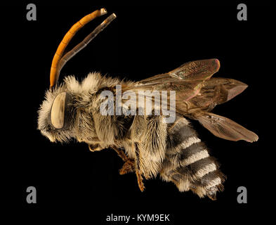 Nahaufnahme eines männlichen Melissodes apicata, einer Bienenart, aufgenommen im Dezember 2015 im Middlesex County, Massachusetts, mit detaillierten physischen Merkmalen. Stockfoto