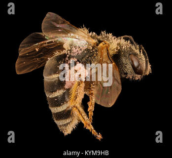 Halictus Ligatus, f, rechts, Center Co, PA 2017-03-27-1759 35476465565 o Stockfoto