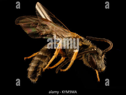 Eine Nahaufnahme einer männlichen Halictus-Confusus-Biene, aufgenommen am 9. Juni 2017 in Prince George's County, Maryland. Das Bild zeigt die Biene von der rechten Seite und erfasst Details ihrer Anatomie und ihrer Spezies. Stockfoto
