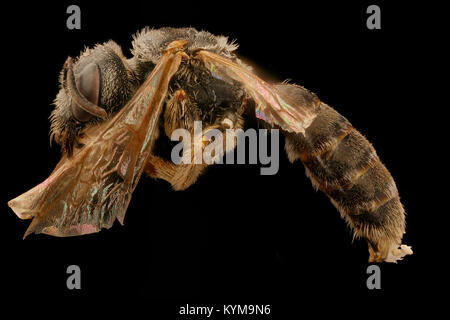 Halictus ligatus, gynandromorph, linke Seite, Maine 2017-06 -16-1605 35649013755 o Stockfoto