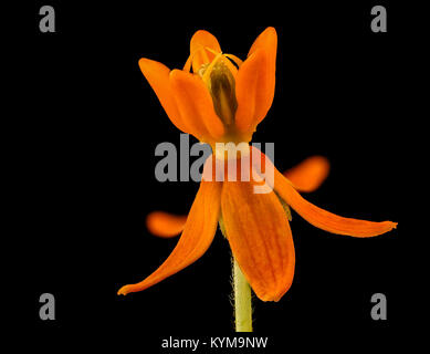 Asclepias tuberosa 2, Schmetterling - Unkraut- oder pleuritis Wurzel, Howard County, MD, 35922766321 o Stockfoto