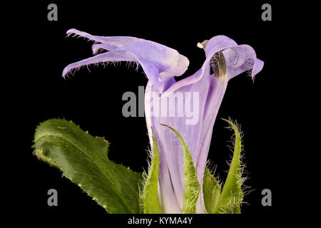 Lobelia siphilitica, Große Blaue Lobelia, Howard County, MD 2017-09 -13-1657 37152464336 o Stockfoto