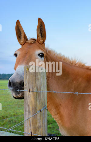 Esel in Bear Creek Florida Stockfoto