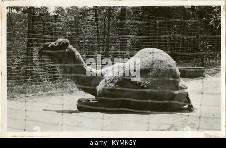 Ein historisches Foto mit Blick auf den National Zoological Park in Washington, DC, das die Tiere und das Layout des Parks aus einer Vintage-Perspektive einfängt. Stockfoto