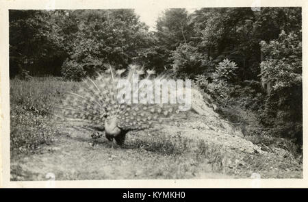 Dieses historische Bild zeigt einen Blick auf den National Zoological Park in Washington, DC, aus einer Zeit, die von der Smithsonian Institution erfasst wurde, und bietet einen Einblick in die frühen Jahre und das Layout des Parks. Stockfoto