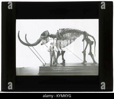 Diese historische Illustration zeigt den Mastadon americanus, insbesondere den Newburger Mastadon, eine prominente prähistorische Art. Das Bild ist Teil des Archivs der Smithsonian Institution. Stockfoto