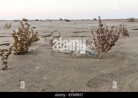 Stücke von Fischen net zwischen zwei Büsche in den Sand am Strand mit grauem Himmel Hintergrund. Strand und Meer Verschmutzung Konzept. Stockfoto