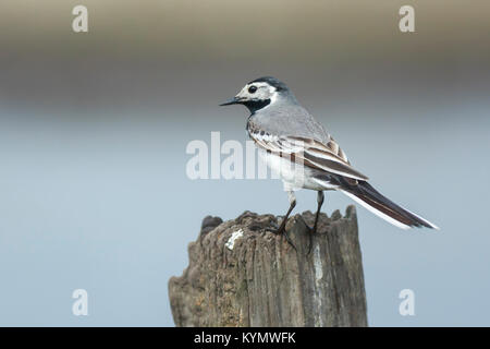 Nahaufnahme, Porträt einer thront Bachstelze (Motacilla alba) Vogel mit weißen, grauen und schwarzen Federn. Die Bachstelze ist der Nationalvogel von Latv Stockfoto