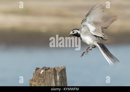 Nahaufnahme einer Bachstelze, Motacilla Alba, im Flug. Vogel mit weißen, grauen und schwarzen Federn. Die Bachstelze ist der Nationalvogel von Lettland Stockfoto