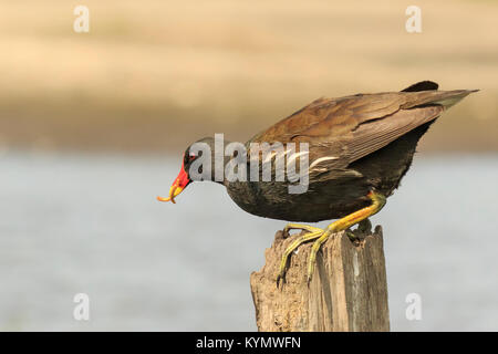 In der Nähe einer gemeinsamen Sumpfhuhn, Gallinula chloropus, Klettern eine hölzerne Stange auf der Suche nach Insekten. Stockfoto